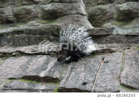 porcupine in an enclosure at zoo 89280203