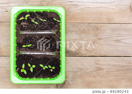 seedlings in a box, flat lay seedlings in a box, flat lay 89280243
