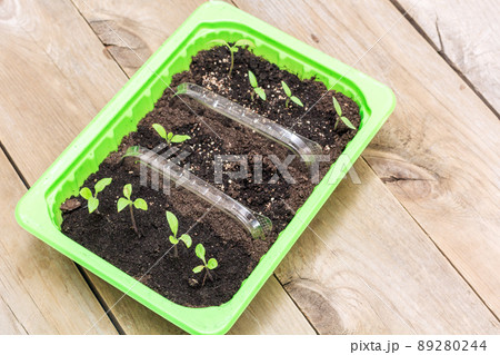 seedlings in a box 89280244