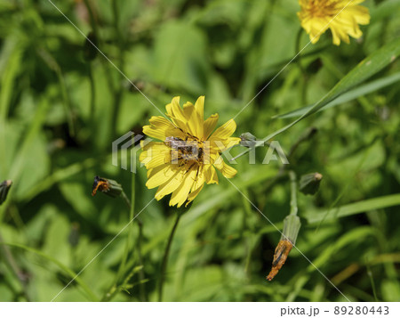 ジシバリの花と花粉にまみれたアブ ジシバリの花と花粉にまみれたアブ 89280443