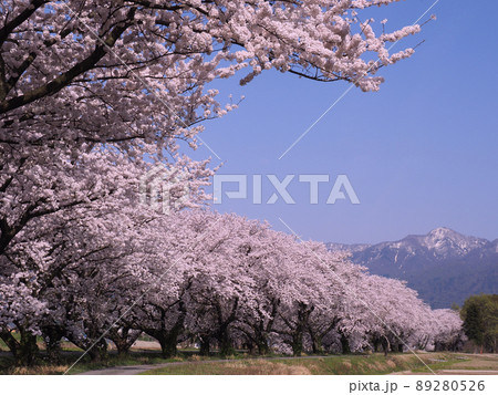 阿賀野市新江用水路の桜 阿賀野市新江用水路の桜 89280526