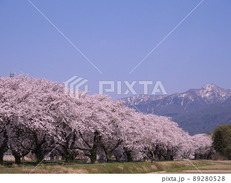 阿賀野市新江用水路の桜 阿賀野市新江用水路の桜 89280528