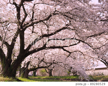 阿賀野市新江用水路の桜 阿賀野市新江用水路の桜 89280529