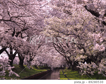 阿賀野市新江用水路の桜 89280530