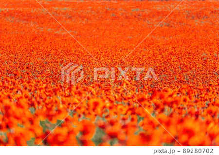 Large Field with red poppies and green grass at sunset. Beautiful field scarlet poppies flowers with selective focus. Red poppies in soft light. Glade of red poppies. Soft focus blur. Papaver sp. 89280702