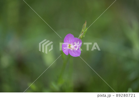 アカバナユウゲショウ（赤花夕化粧） 89280721