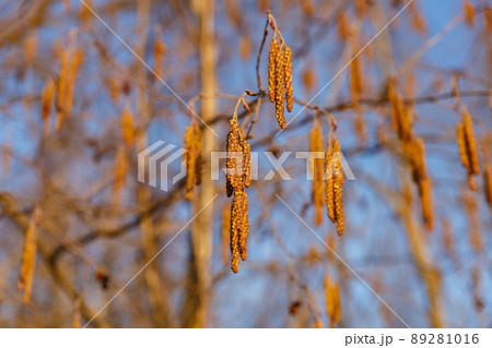 common alder. male inflorescence at blue sky background. Alder branch in early spring. common alder. male inflorescence at blue sky background. Alder branch in early spring. 89281016