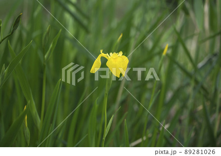 黄菖蒲 黄菖蒲 89281026