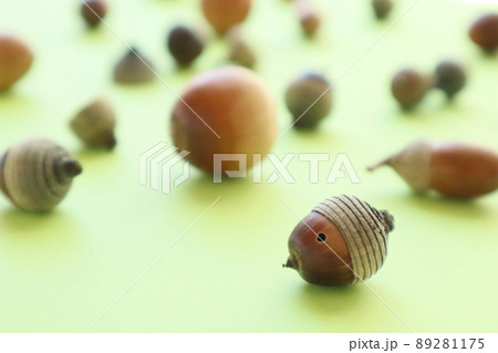 転がったどんぐり 89281175