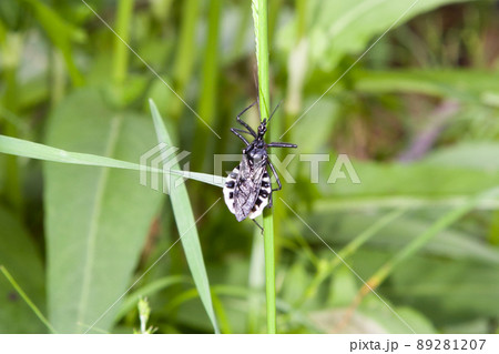 ヨコヅナサシガメ 89281207