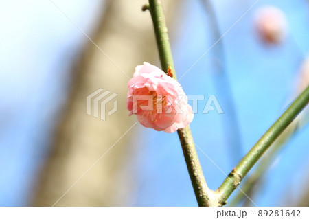桜 さくら サクラ 89281642