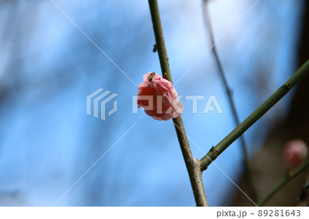 桜 さくら サクラ 89281643