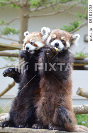 立って餌を食べる2匹のレッサーパンダ 89281652