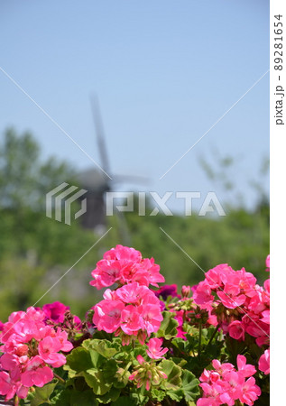満開のペチュニア 満開のペチュニア 89281654