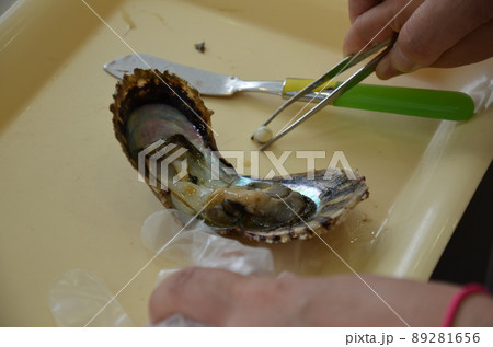 真珠の取り出し体験 89281656