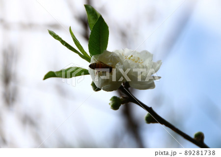 花 フラワー お花 89281738