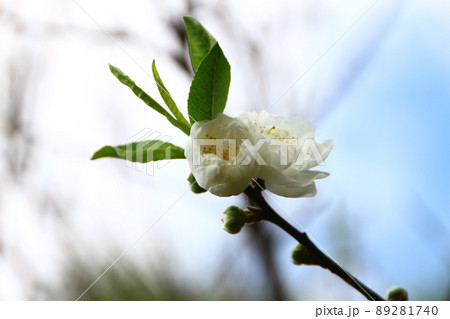 花 フラワー お花 89281740