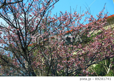 桜 さくら サクラ 89281741