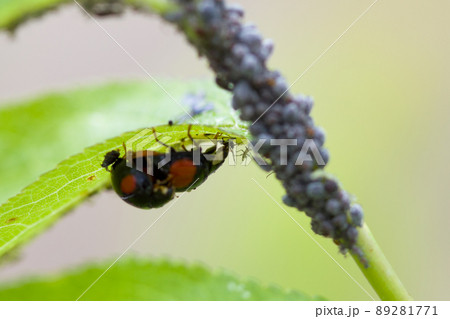 アブラムシとナミテントウ 89281771