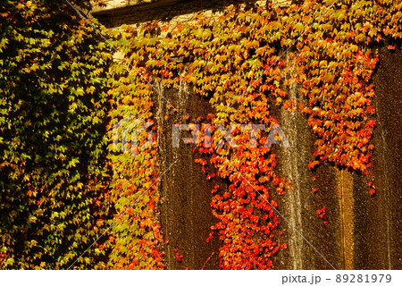カラー 紅葉 秋 流水 公園 噴水(2022年5月登録) カラー 紅葉 秋 流水 公園 噴水(2022年5月登録) 89281979