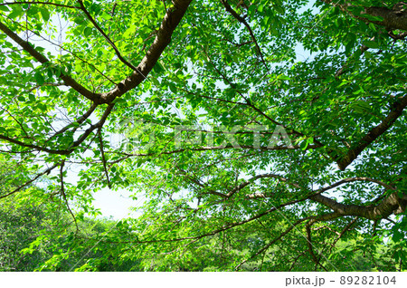 初夏の木漏れ日・新緑 89282104