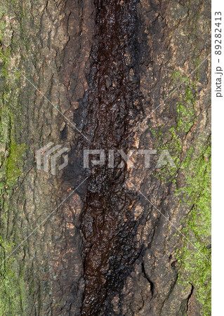 樹液 樹液 89282413