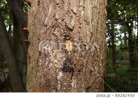 昆虫採集 イメージ 昆虫採集 イメージ 89282430