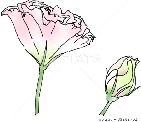 ピンクのトルコキキョウ 手書きイラストのイラスト素材 2702 ピンクのトルコキキョウ 手書きイラストのイラスト素材 2702