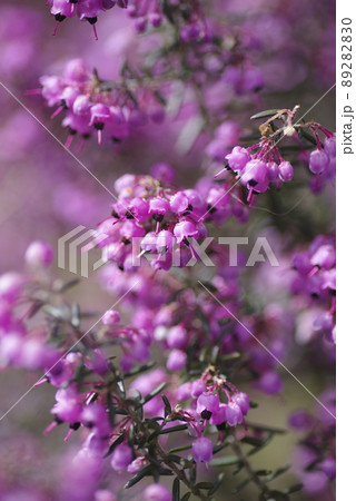 ジャノメエリカの花がピンク色の花を咲かせています。学名はErica canaliculataです ジャノメエリカの花がピンク色の花を咲かせています。学名はErica canaliculataです 89282830