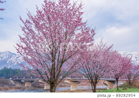 （長野県）白馬オリンピック大橋の桜と八方尾根の展望 89282954