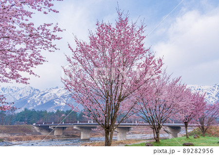 （長野県）白馬オリンピック大橋の桜と八方尾根の展望 89282956