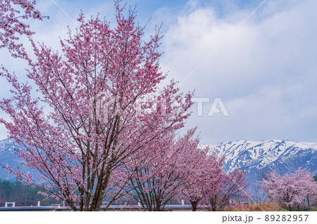 （長野県）白馬オリンピック大橋の桜と八方尾根の展望 89282957