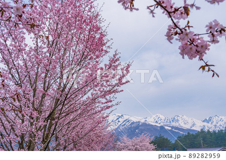 （長野県）白馬オリンピック大橋の桜と八方尾根の展望 89282959