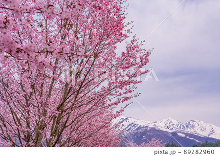 （長野県）白馬オリンピック大橋の桜と八方尾根の展望 89282960