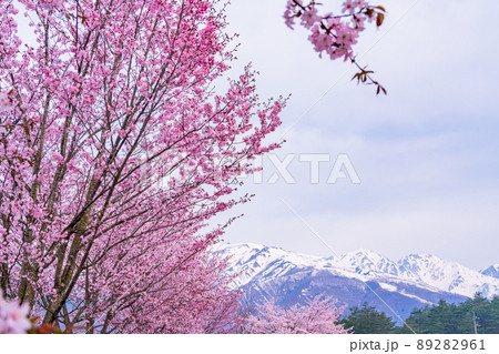 （長野県）白馬オリンピック大橋の桜と八方尾根の展望 89282961