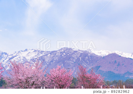 （長野県）白馬オリンピック大橋の桜と八方尾根の展望 89282962