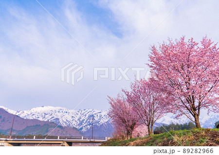 （長野県）白馬オリンピック大橋の桜と八方尾根の展望 89282966