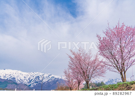 （長野県）白馬オリンピック大橋の桜と八方尾根の展望 89282967