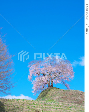 一本桜 - 平堂壇の桜 (2020年) 一本桜 - 平堂壇の桜 (2020年) 89283053