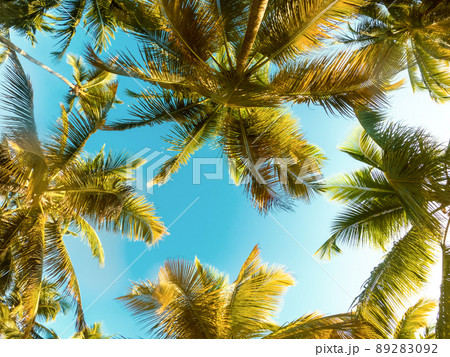 Tropical Background with palm 89283092
