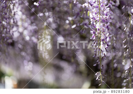 マクロレンズで撮影した、藤棚に咲いている藤の花 89283180
