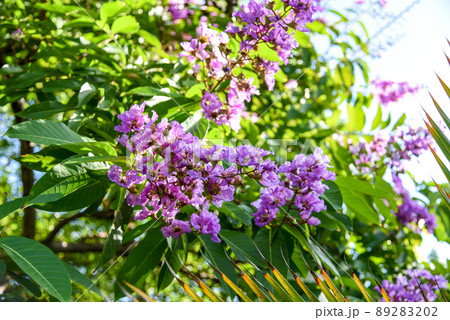 花 フラワー お花 89283202