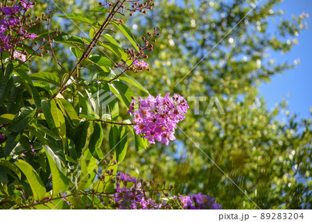 花 フラワー お花 89283204