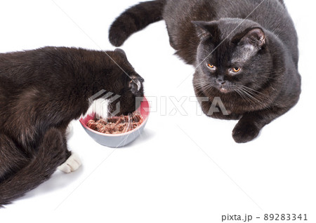 beautiful chic Scottish straight cats Scottish fold eating on a white background beautiful chic Scottish straight cats Scottish fold eating on a white background 89283341