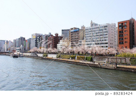 隅田川の桜 隅田川の桜 89283424