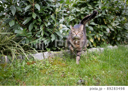 cat on the hunt leaving bush outdoors cat on the hunt leaving bush outdoors 89283498