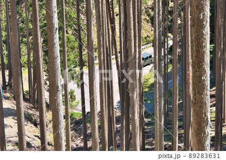 国道477号を花脊峠へと登る自動車を、50m上方から檜と杉の林越しに撮る 国道477号を花脊峠へと登る自動車を、50m上方から檜と杉の林越しに撮る 89283631