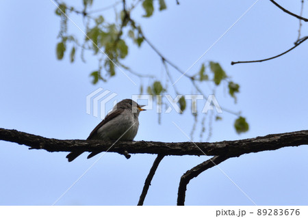 コサメビタキ 89283676