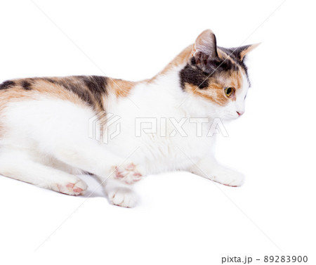 tricolor cat portrait side view on white background, isolated image 89283900