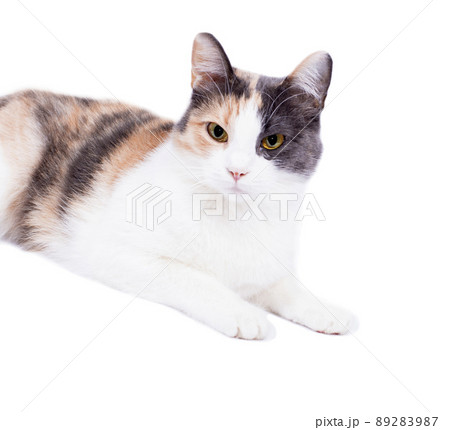 tricolor cat portrait front view on white background, isolated image 89283987